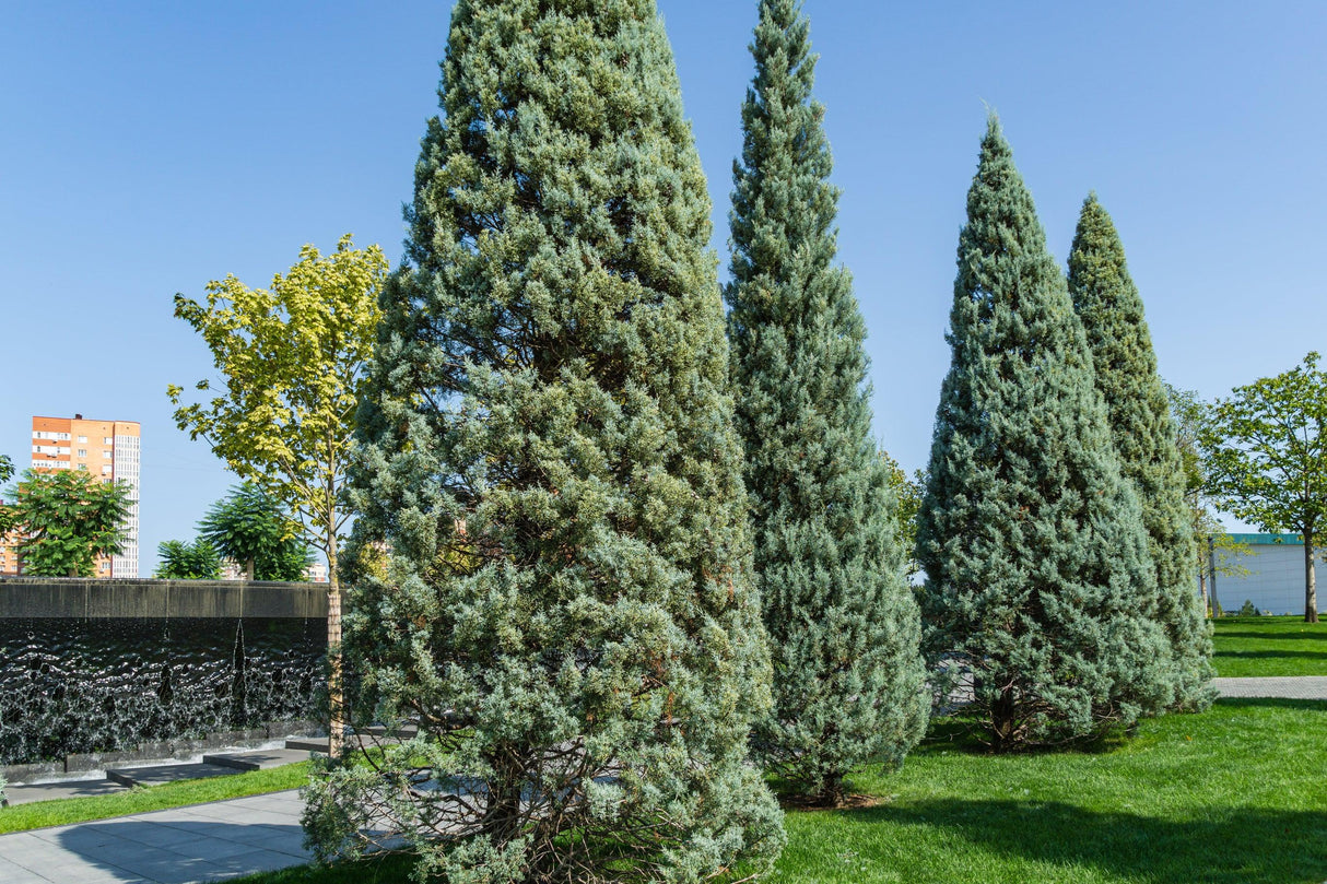 Cupressus Blue Ice - Cupressus glabra 'Blue Ice' - Brisbane Plant Nursery