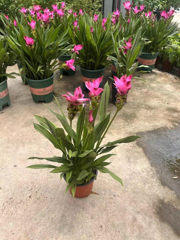 Curcuma alismatifolia