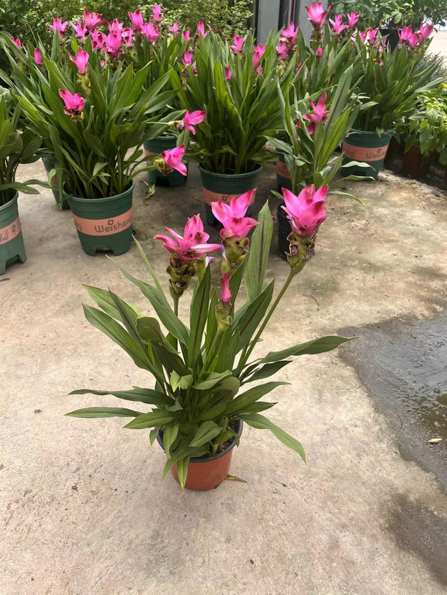 Curcuma alismatifolia