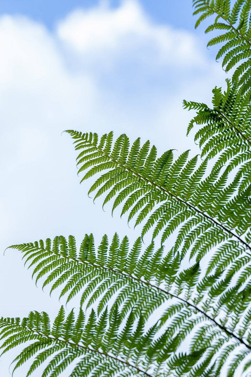 Fern Tree - Cyathea cooperi
