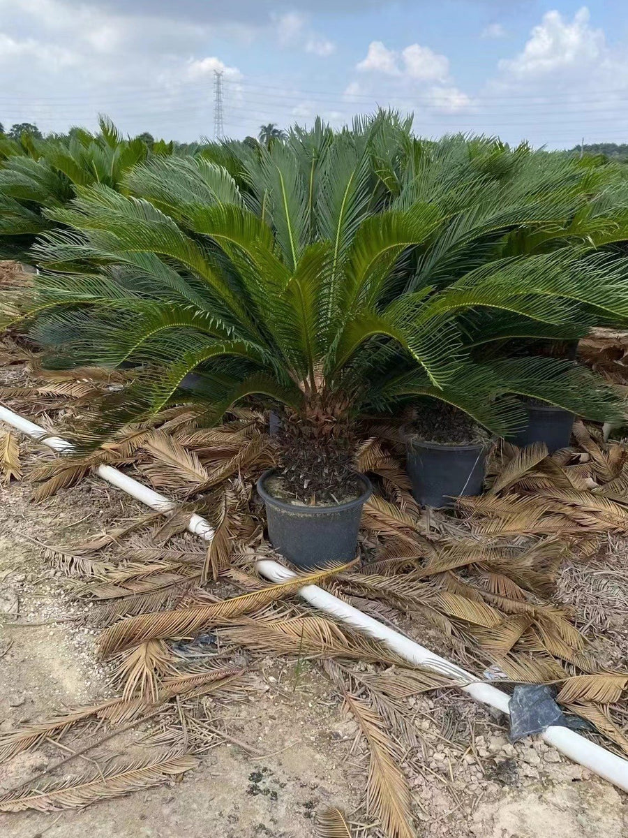 Cycas revoluta