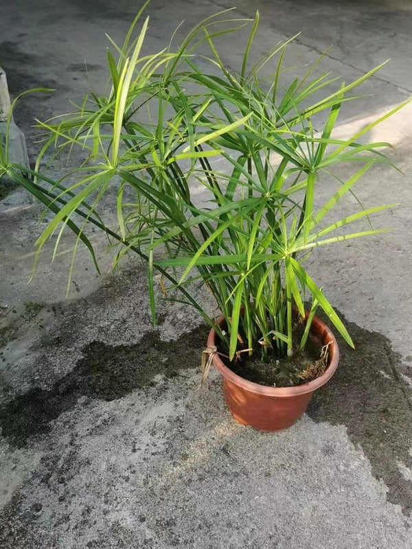 Cyperus alternifolius