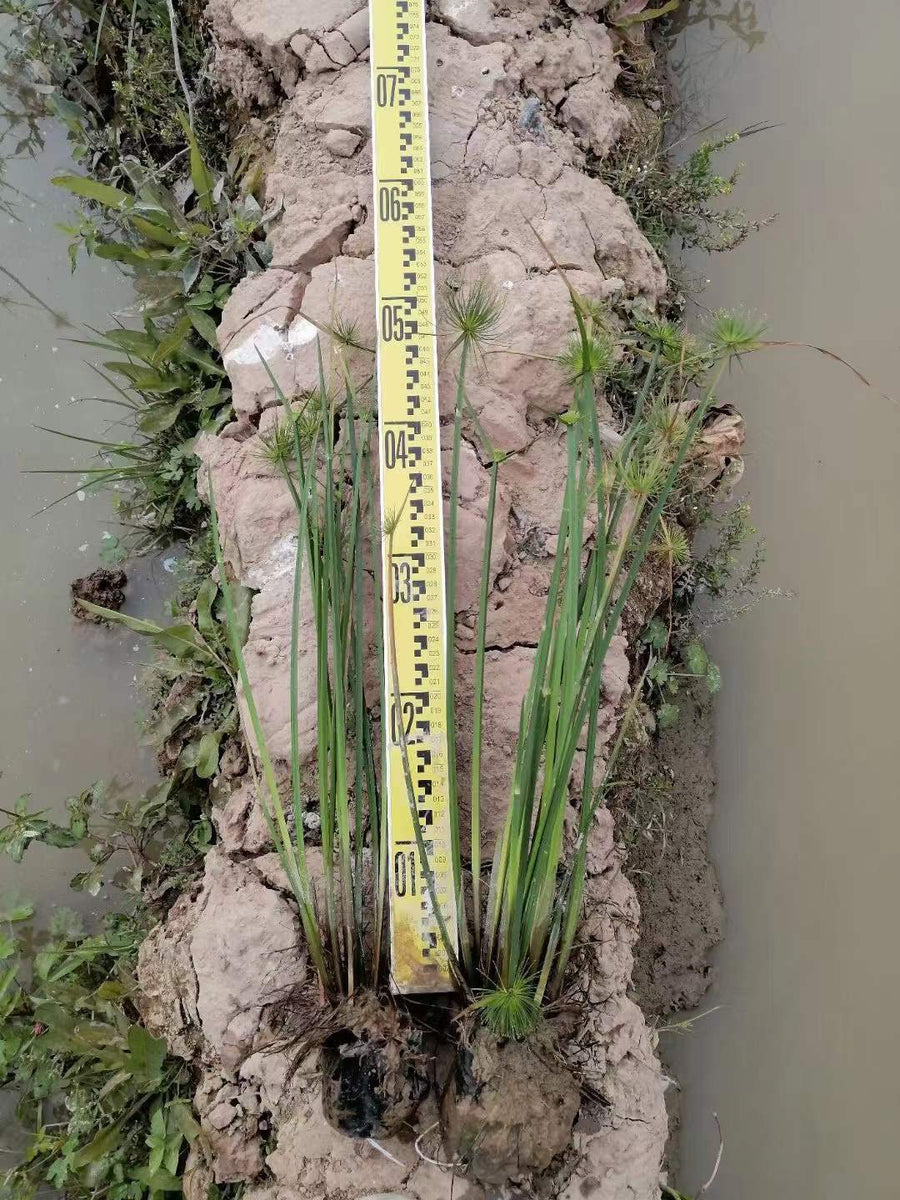 Cyperus papryus