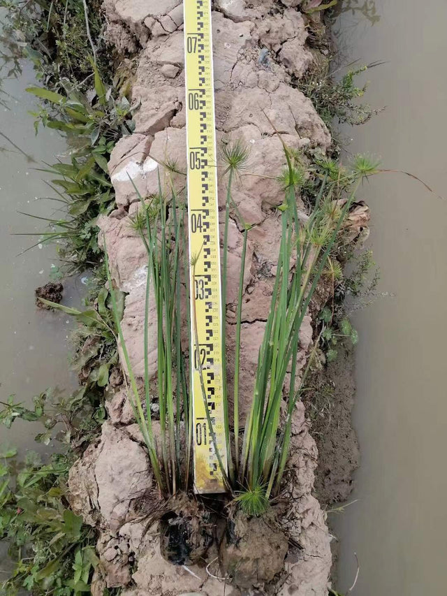 Cyperus papryus