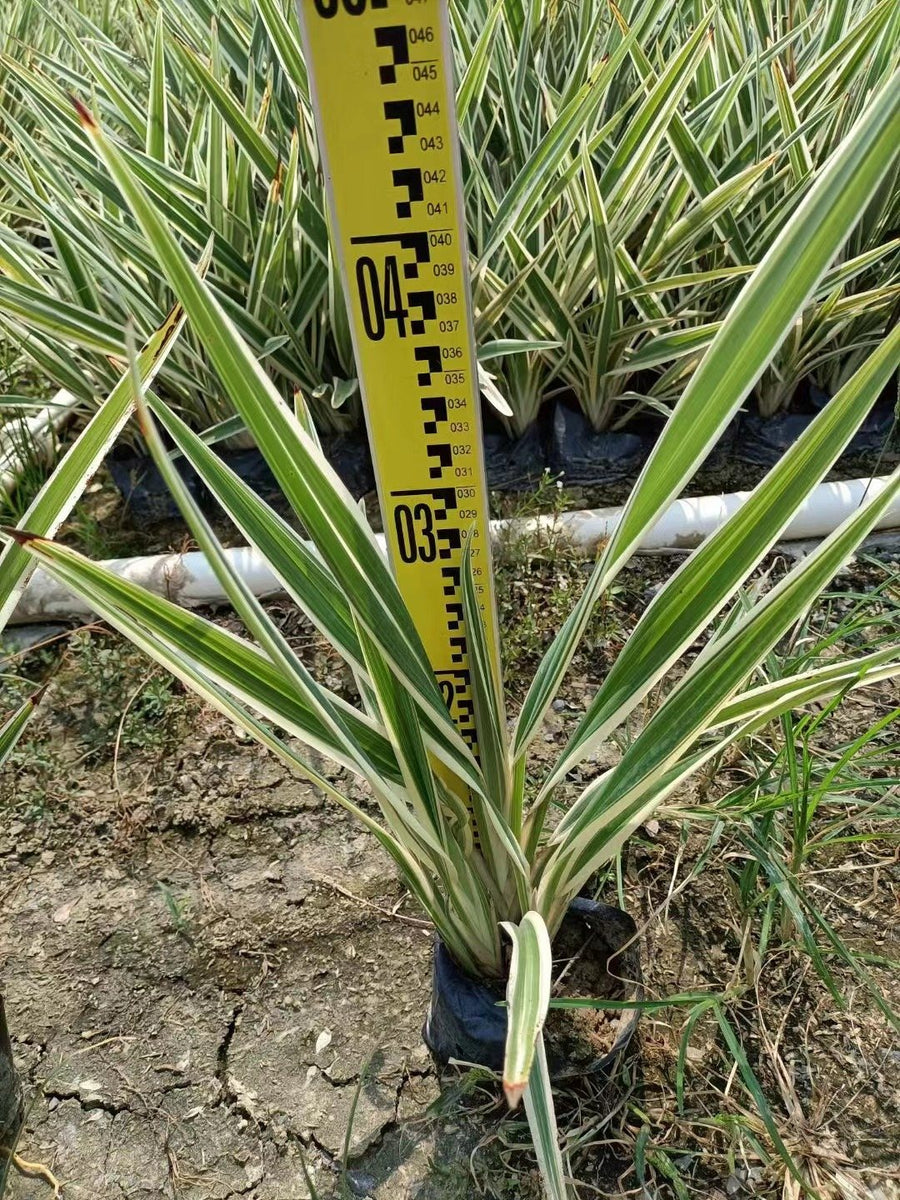 Dianella ensifolia