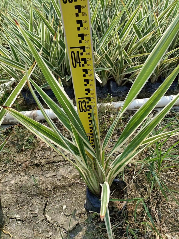 Dianella ensifolia