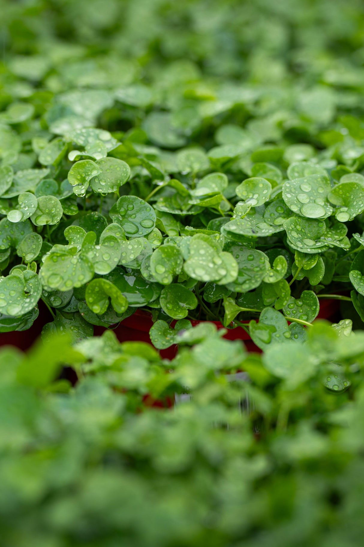 Kidney Weed - Dichondra repens - Brisbane Plant Nursery