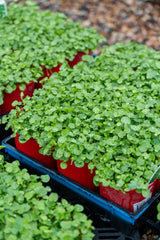 Kidney Weed - Dichondra repens - Brisbane Plant Nursery