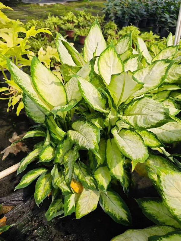 Dieffenbachia amonea