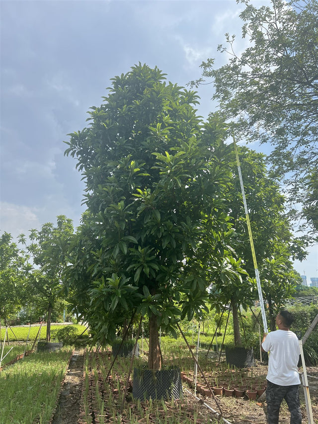 Dillenia turbinata