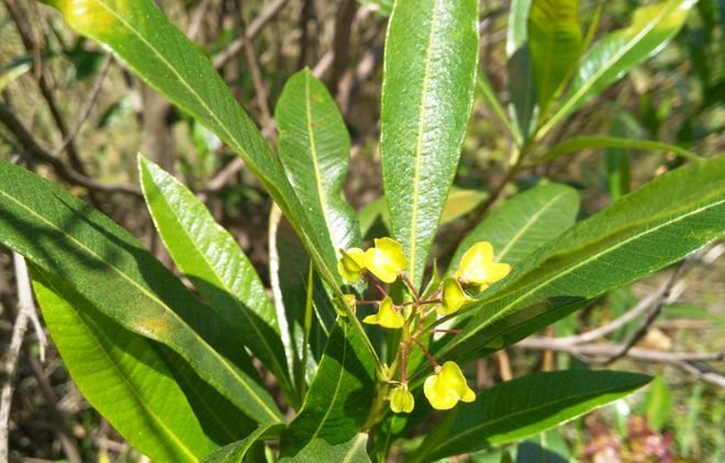 Dodonaea viscosa
