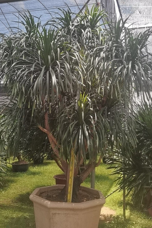 Dracaena cambodiana
