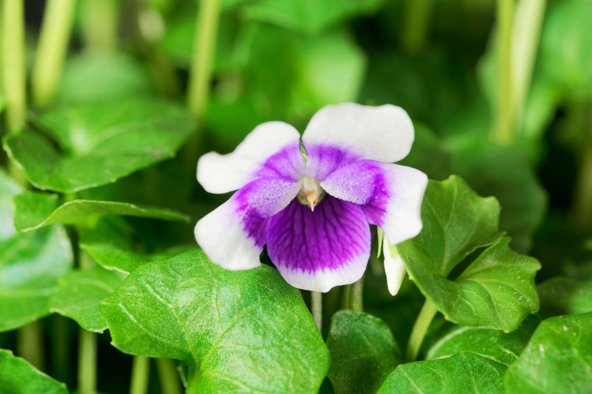 Viola hederacea - Native Violet