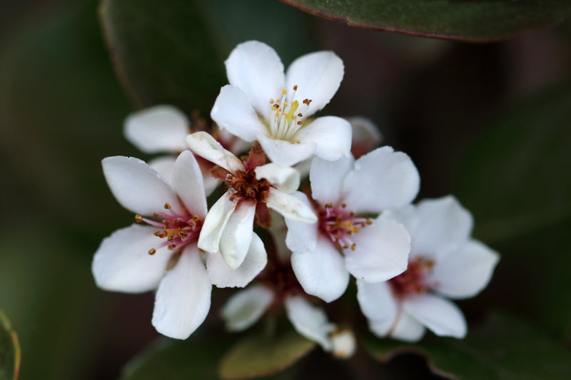Rhaphiolepis intermedia - الزعرور الهندي المتوسط