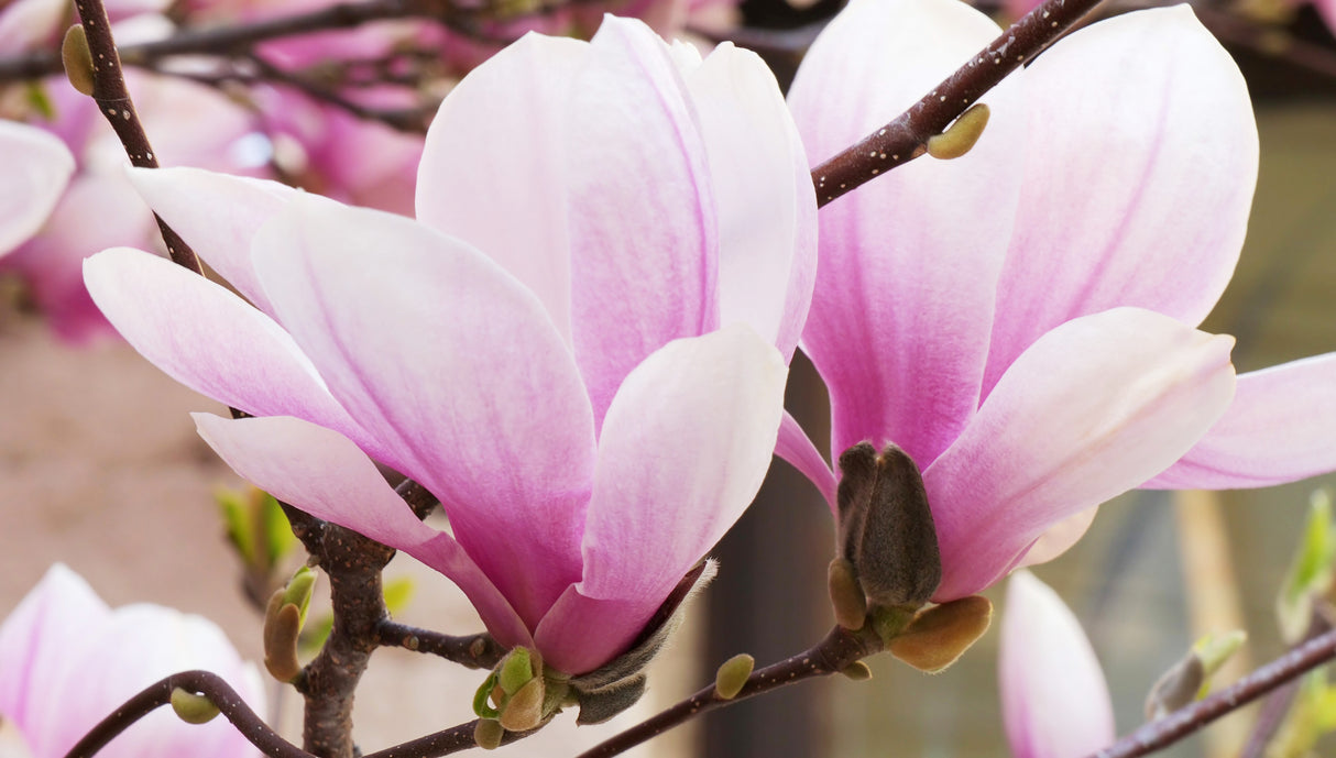 Magnolia soulangeana - Saucer Magnolia