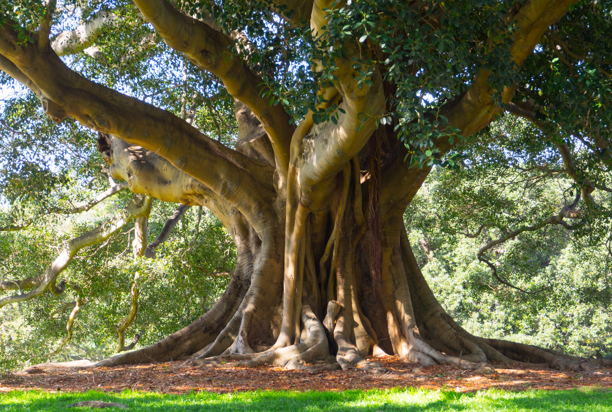 Ficus obliqua - Small Leafed Fig