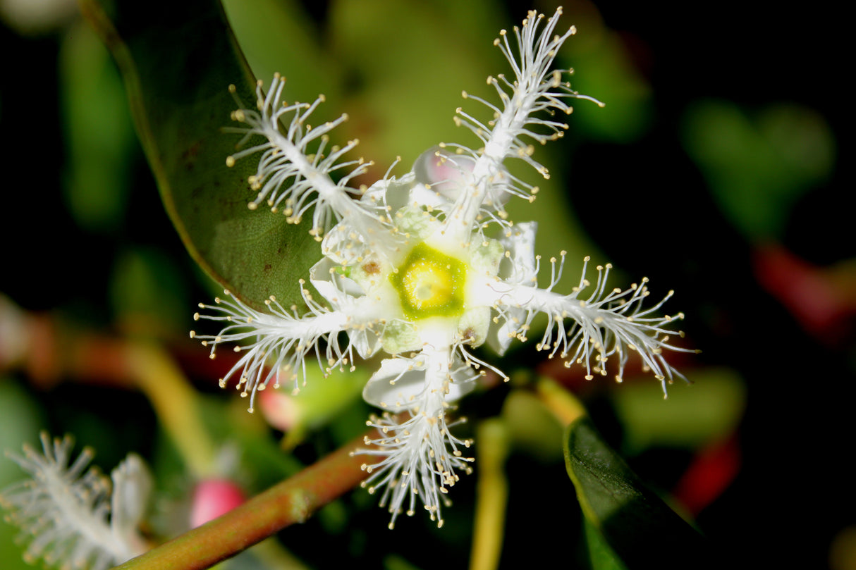 Lophostemon suaveolens - Swamp Box