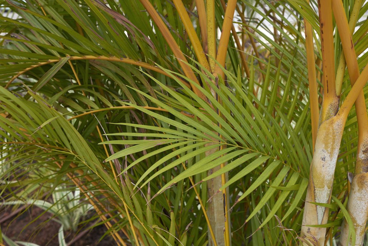 Dypsis lutescens - Areca Palm