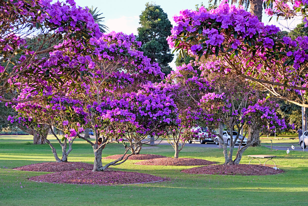 Tibouchina lepidota 'Alstonville' - Alstonville Tibouchina