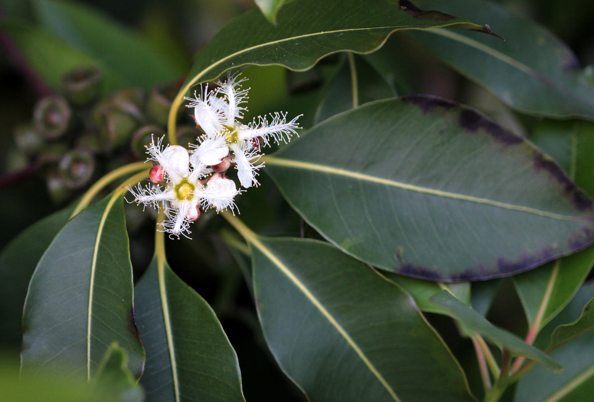 Lophostemon confertus - Brisbane Box