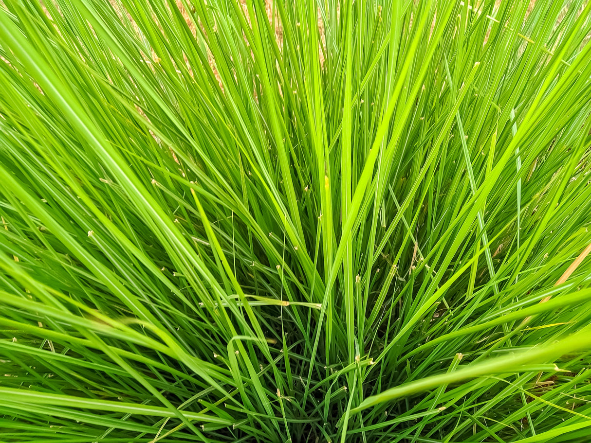 Lomandra 'Lime Tuff' - Lime Tuff Lomandra