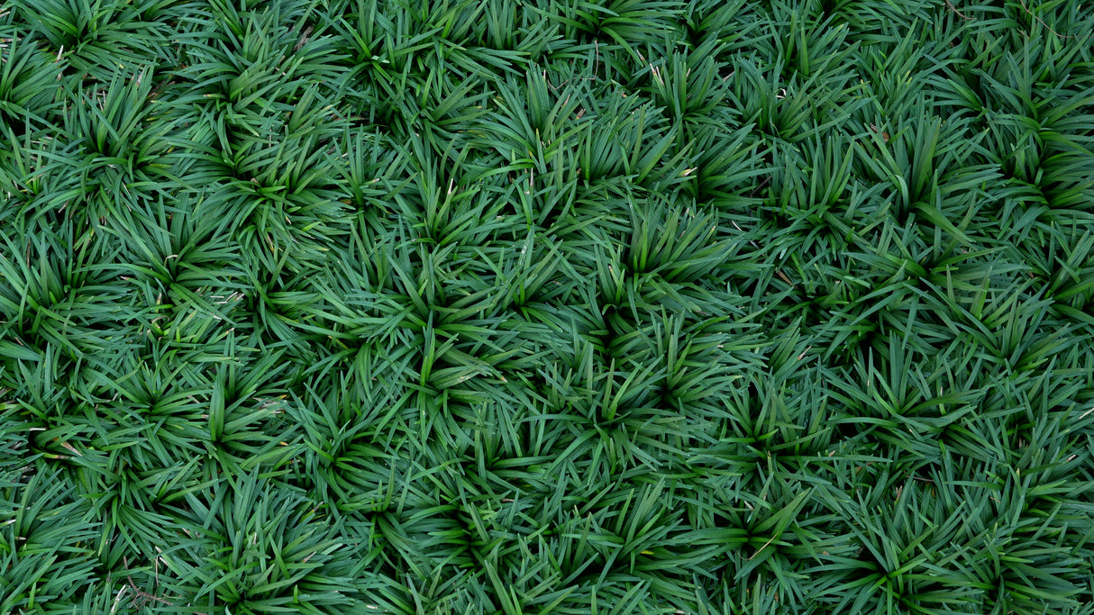 Ophiopogon japonicus 'Nana' - Dwarf Mondo Grass