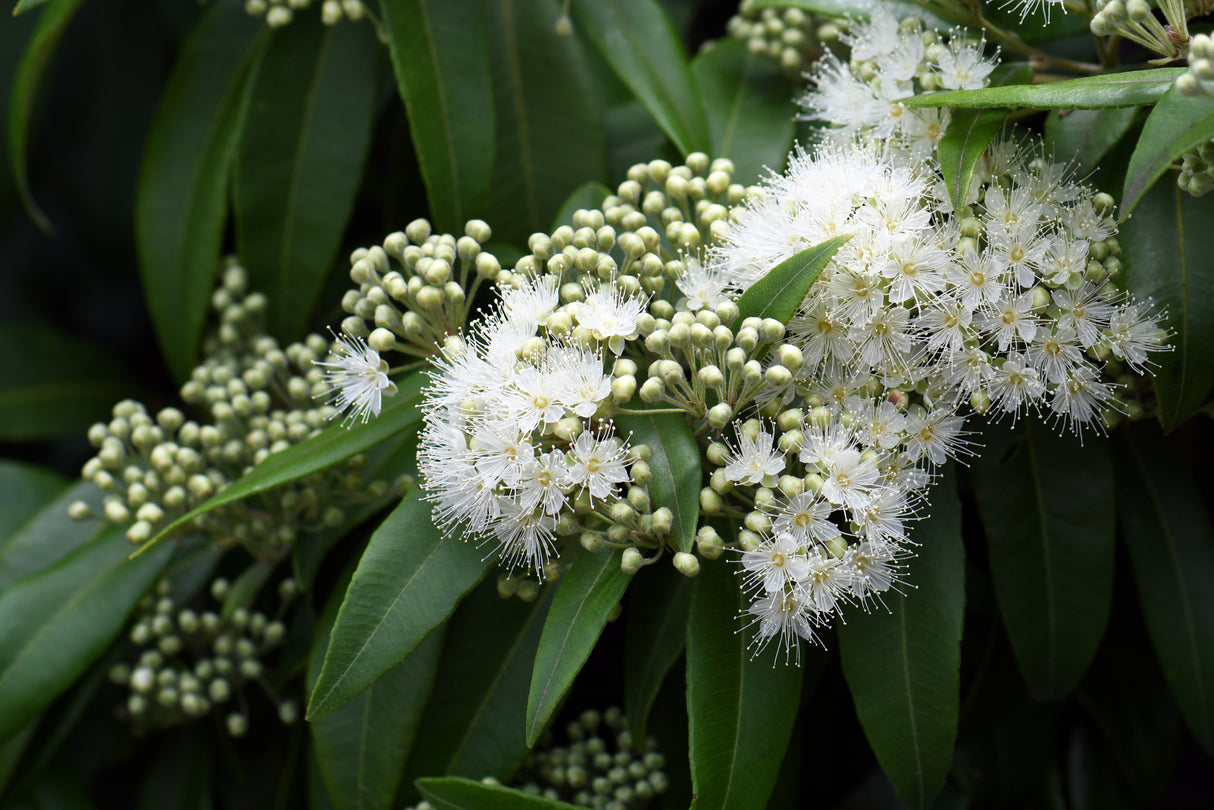 Backhousia citriodora - Lemon Scented Myrtle