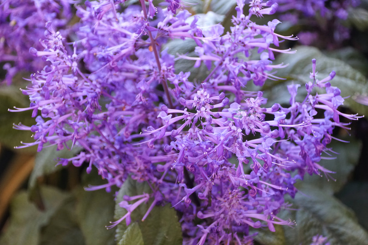 Plectranthus 'Velvet Elvis' - Velvet Elvis Spur Flower