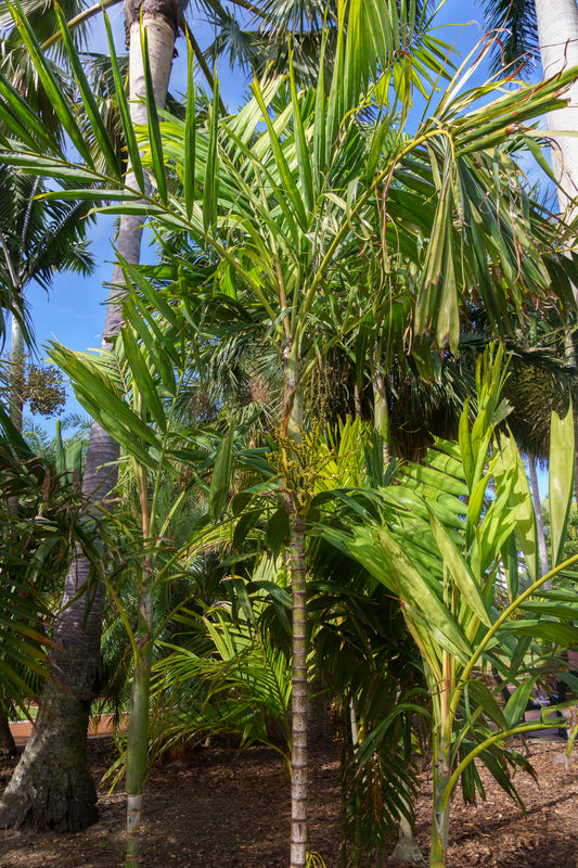 Ptychosperma microcarpum - النخلة صغيرة الثمار