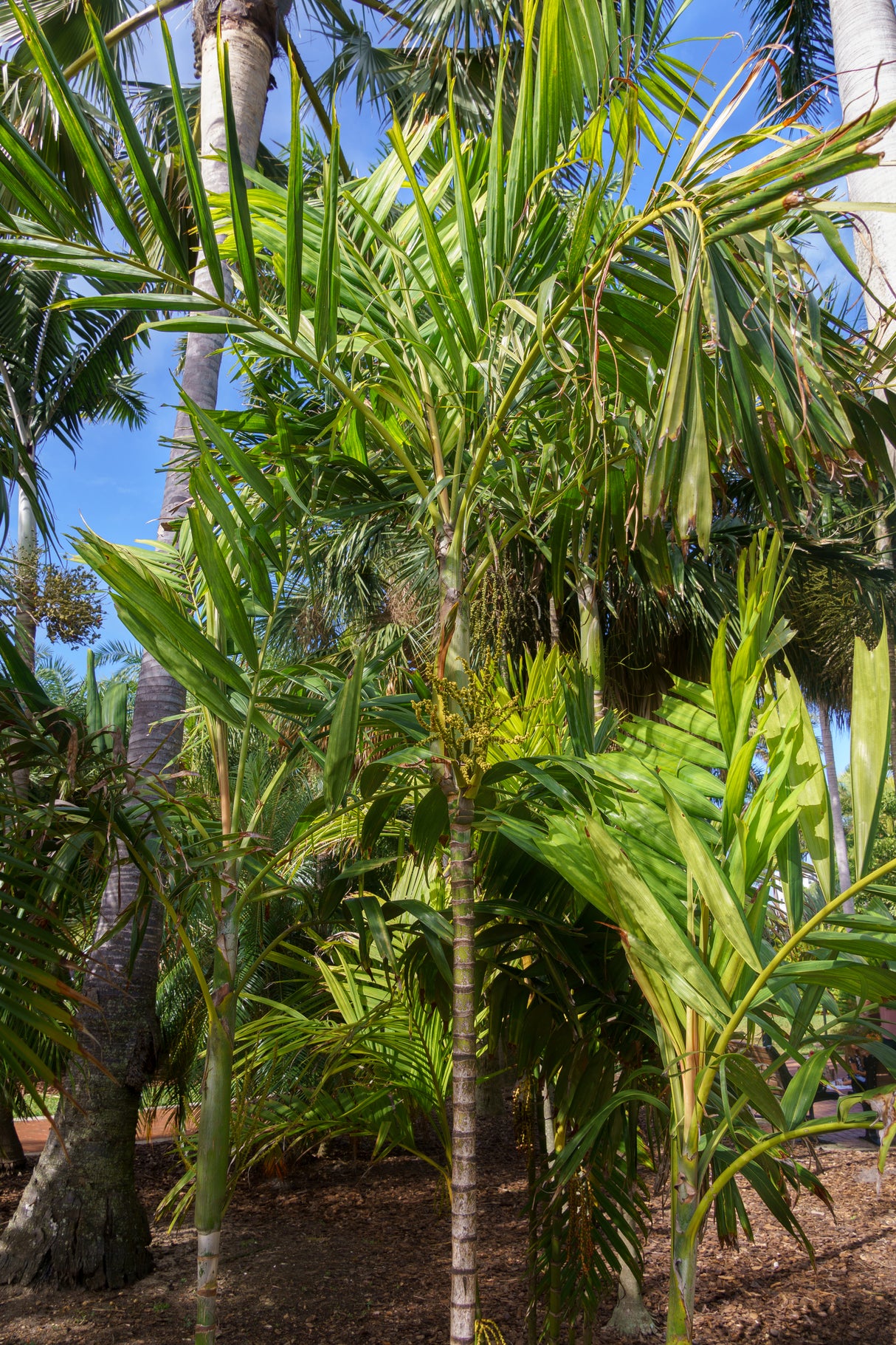 Ptychosperma microcarpum - Small Fruited Palm