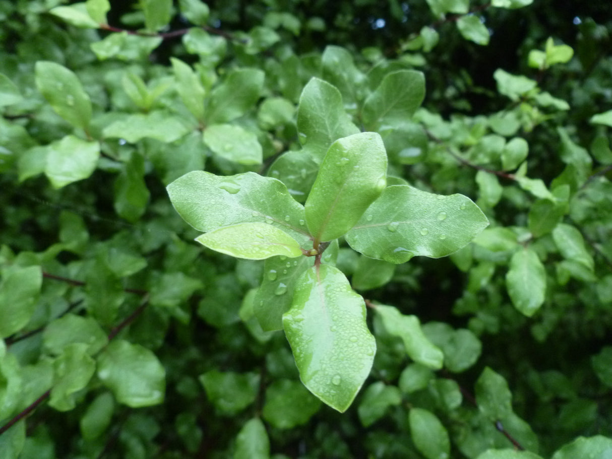 Pittosporum tenuifolium 'Screen Between' - Screen Between Kohuhu