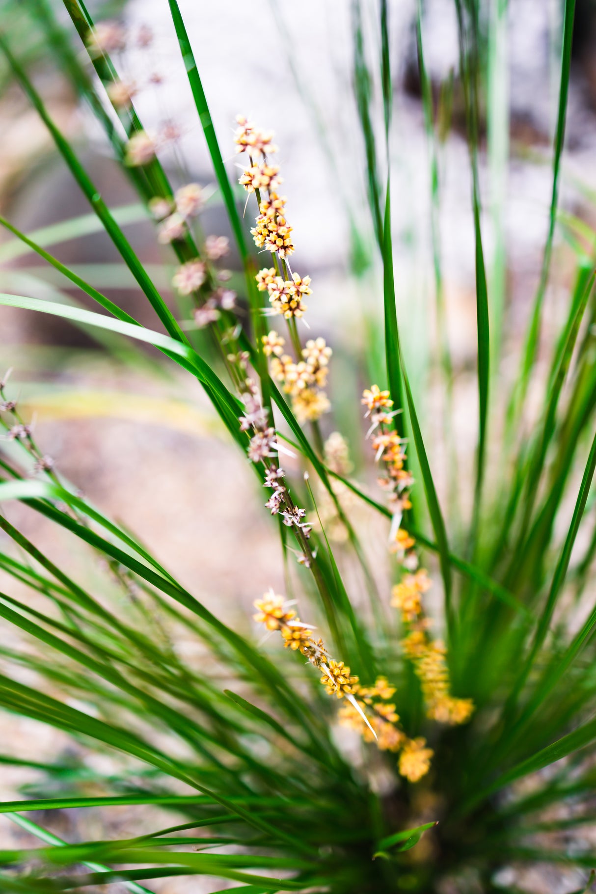 Lomandra hystrix - Slender Mat Rush