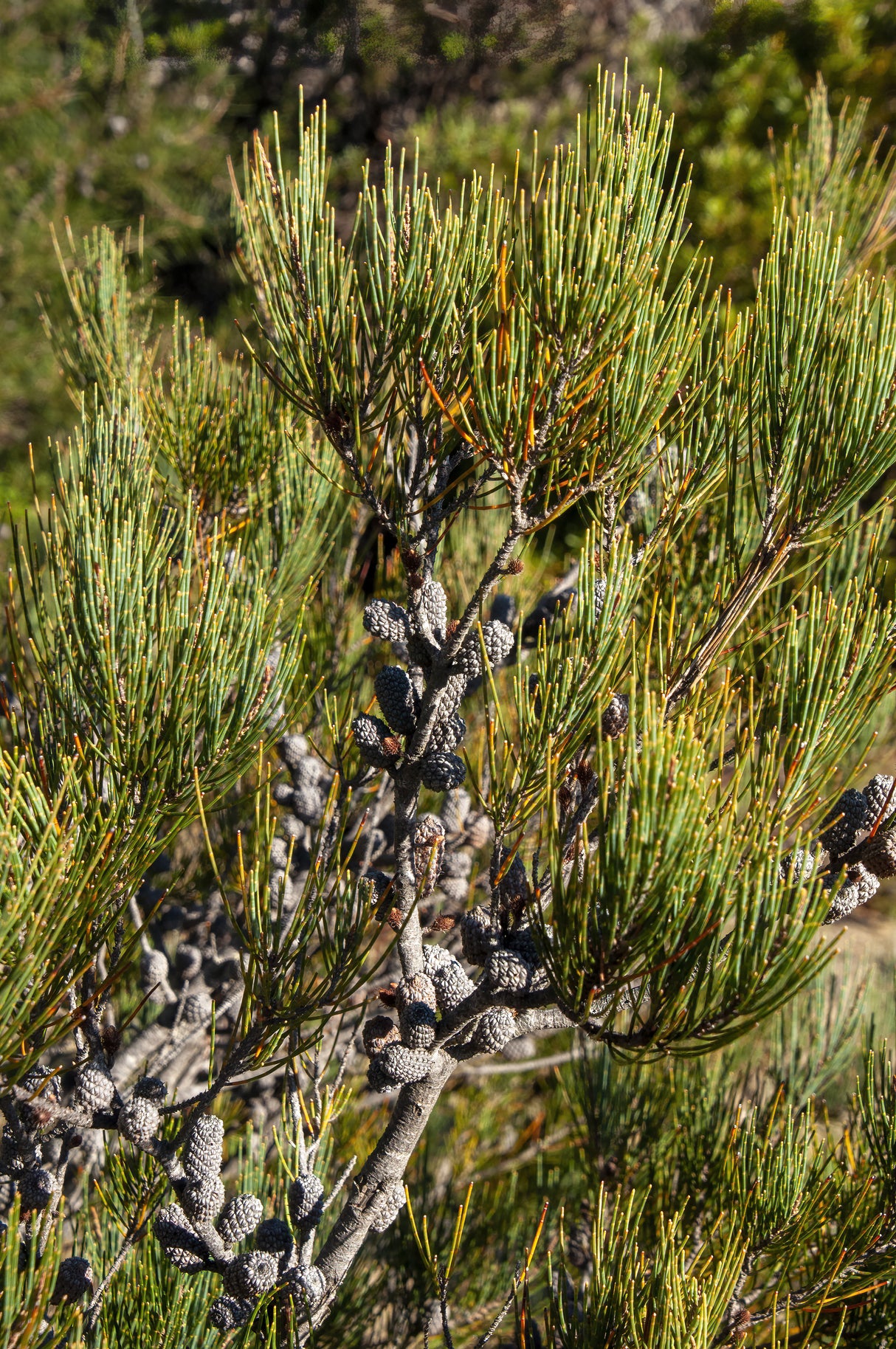 Allocasuarina littoralis - Black Sheoak