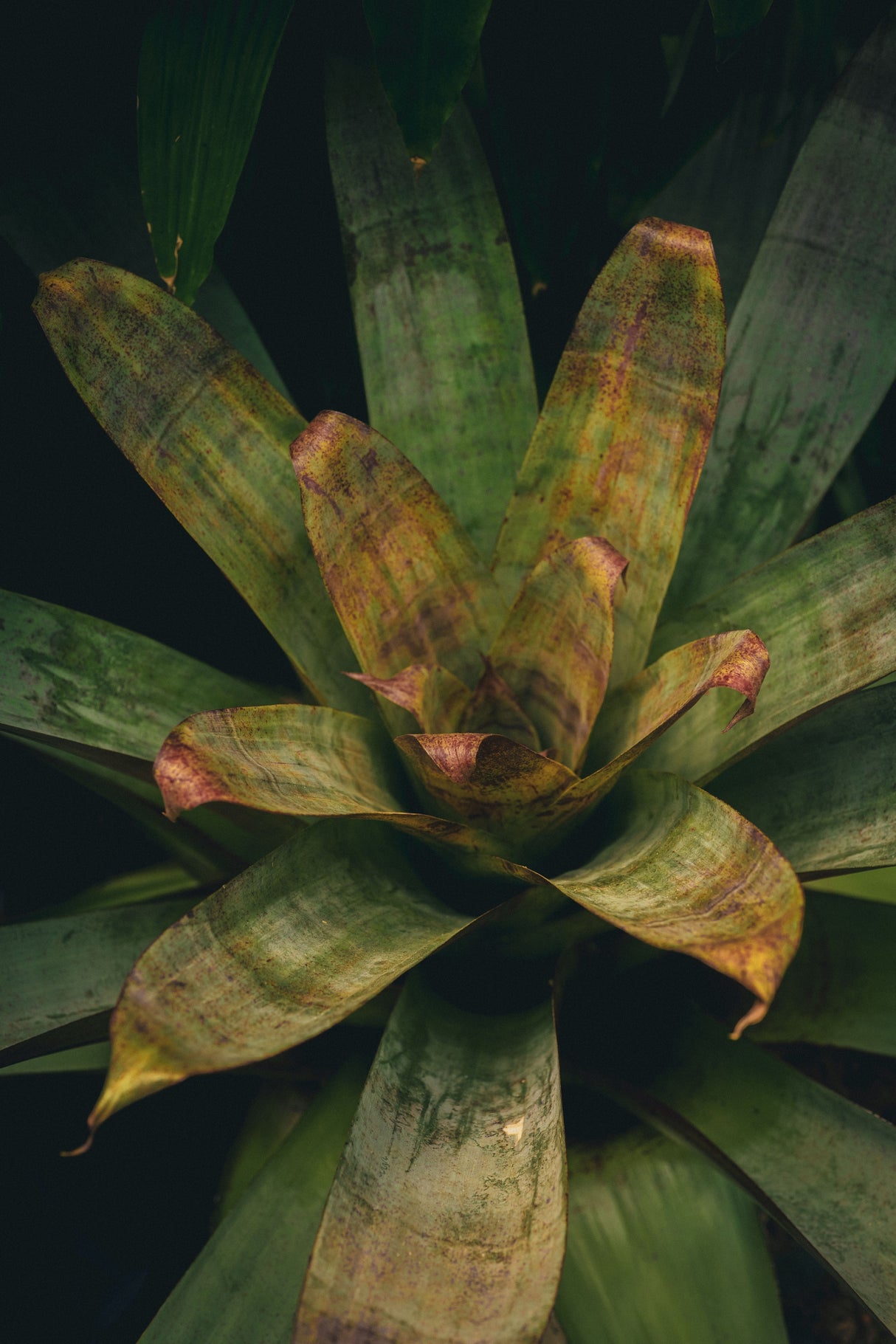 Alcantarea extensa - Giant Alcantarea Bromeliad