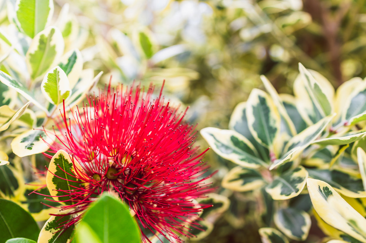 Metrosideros thomasii - Thomas's Pohutukawa