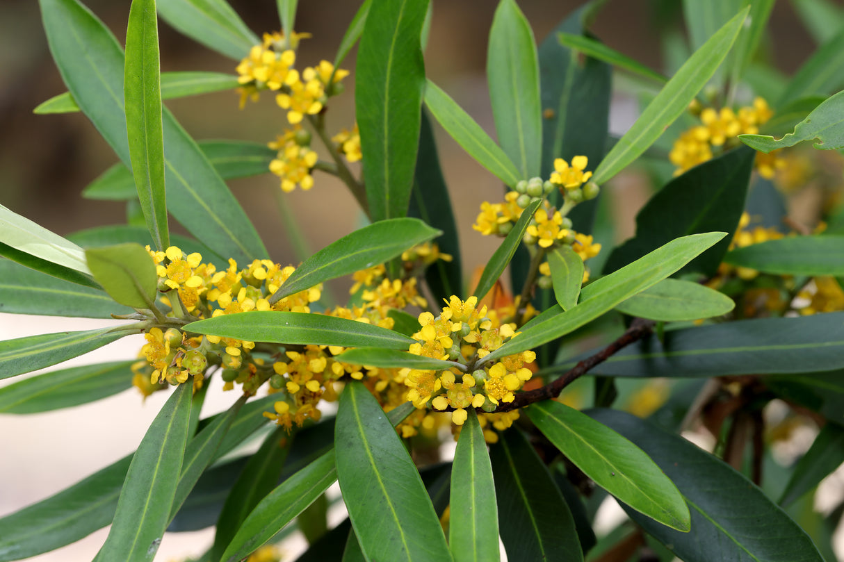 Tristaniopsis laurina 'Luscious' - Water Gum