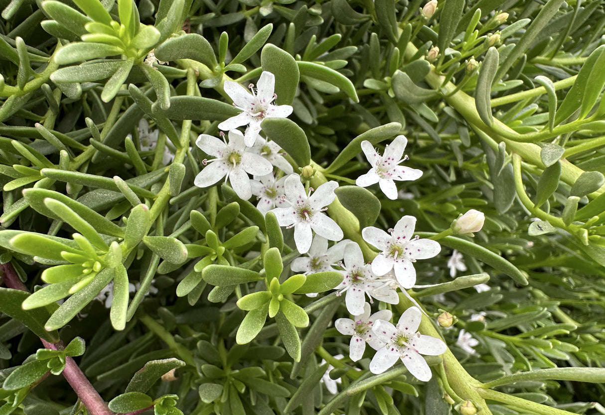 Myoporum parvifolium 'Fine Leaf Pink' - Fine Leaf Pink Myoporum