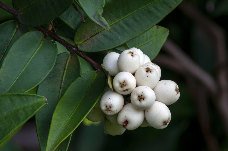 Austromyrtus dulcis - توت الميدجن الحلو
