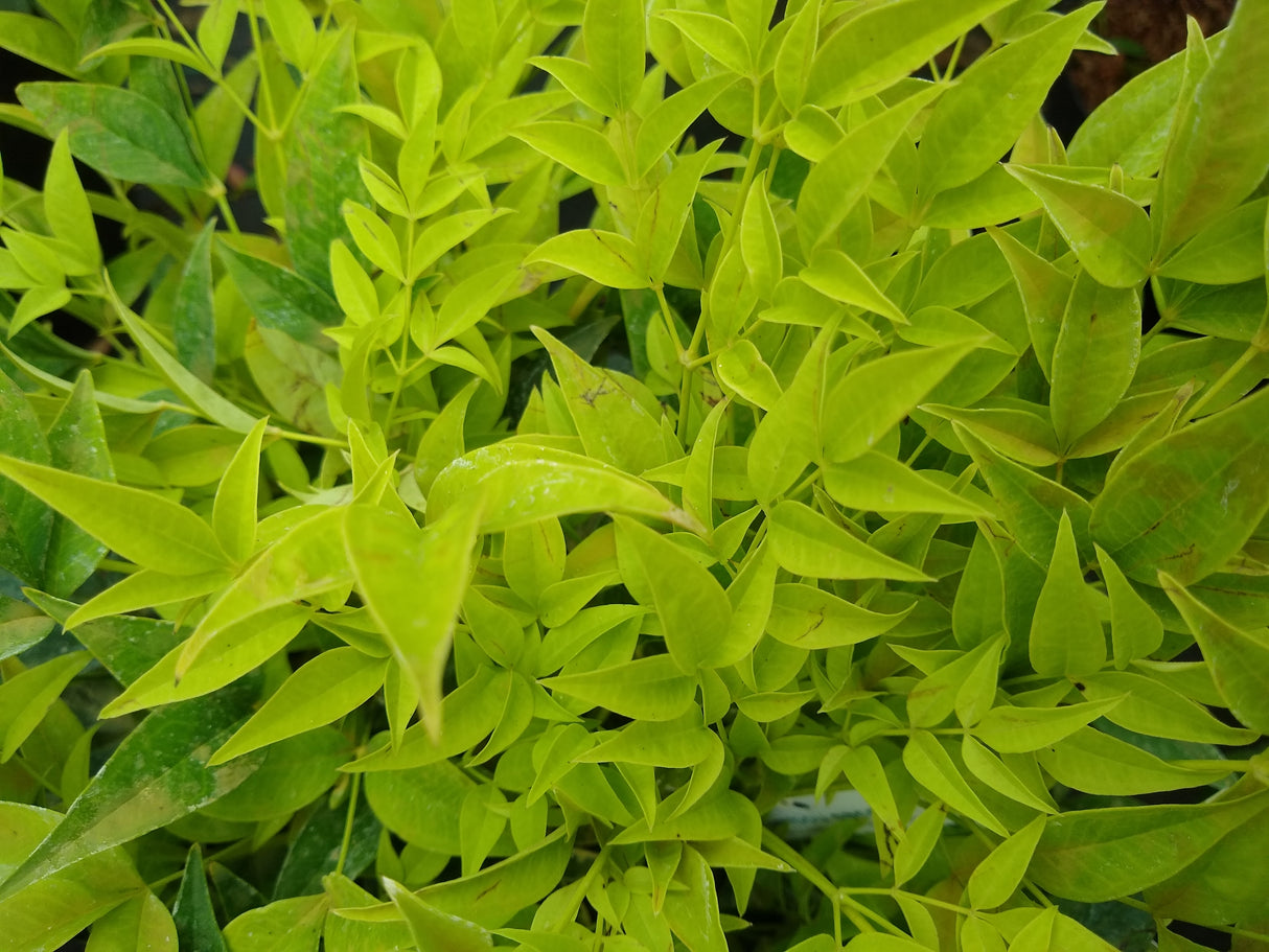 Nandina domestica 'Magical Lemon Lime' - Magical Lemon Lime Nandina