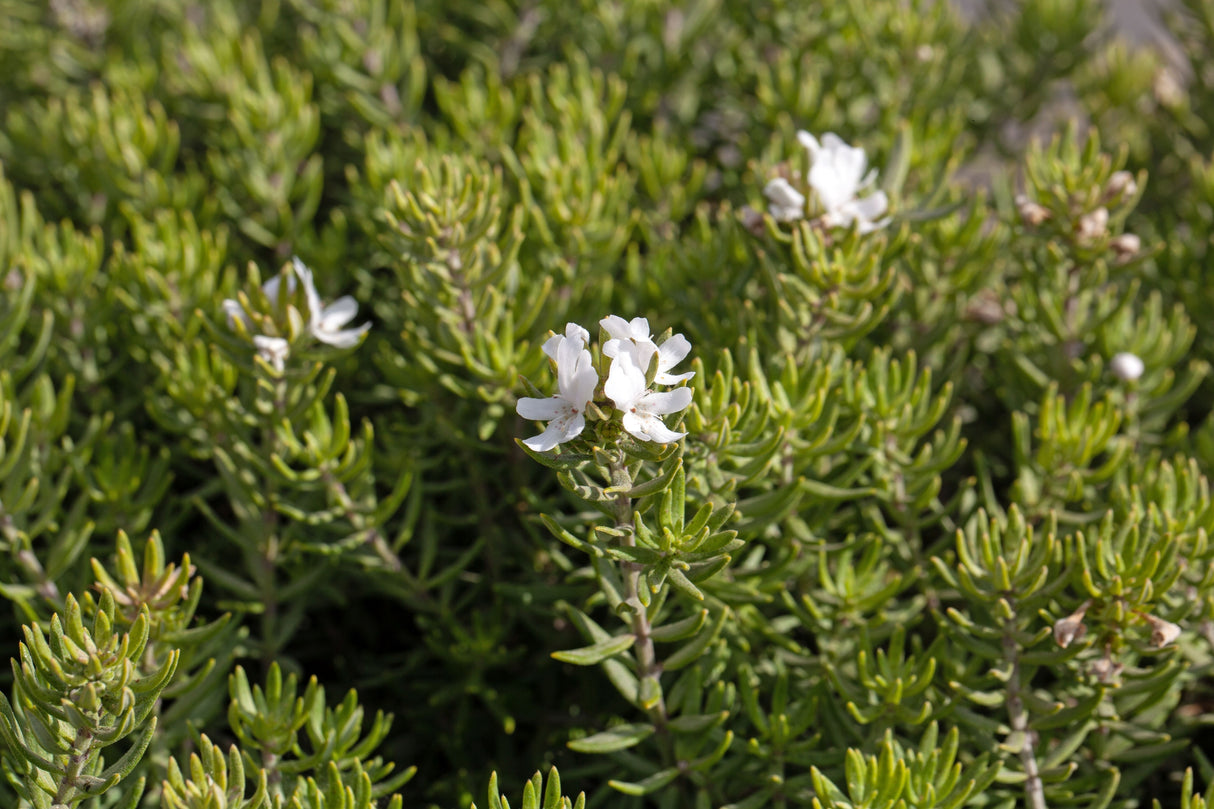 Westringia fruticosa 'Jervis Gem' - Jervis Gem Coastal Rosemary