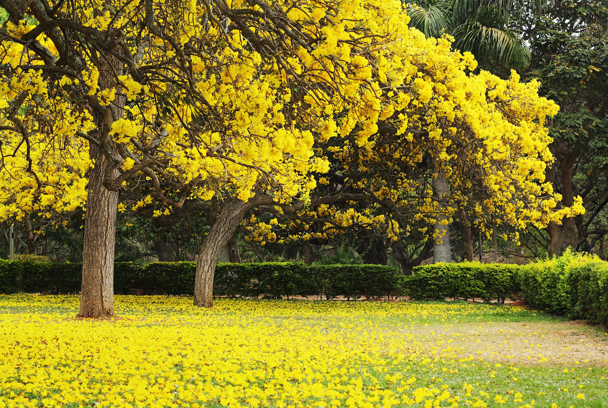 Tabebuia argentea - Silver Trumpet Tree