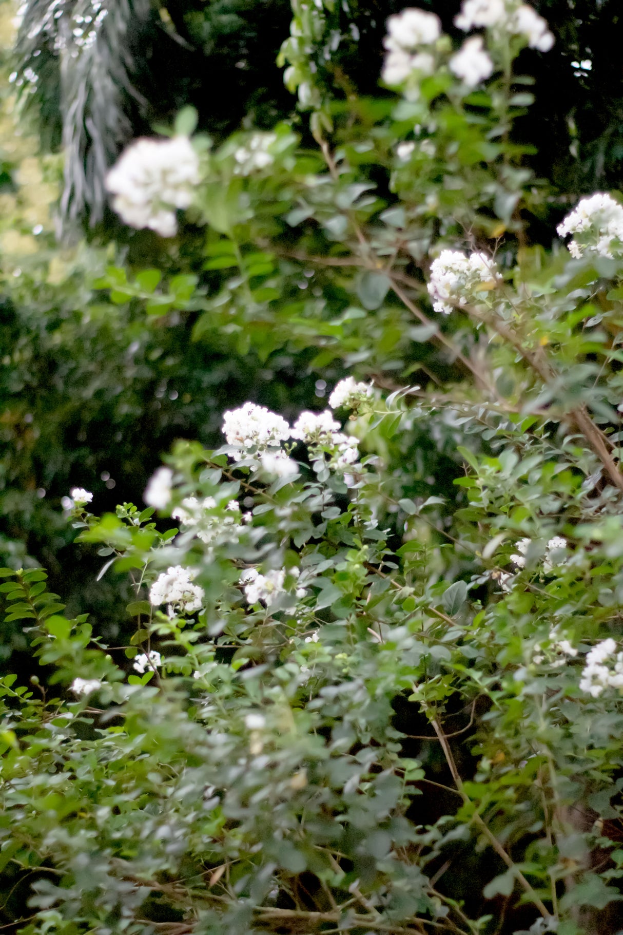 Lagerstroemia 'Acoma' - Acoma Crepe Myrtle