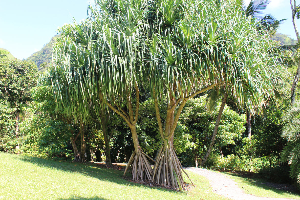 Pandanus tectorius - Screw Pine