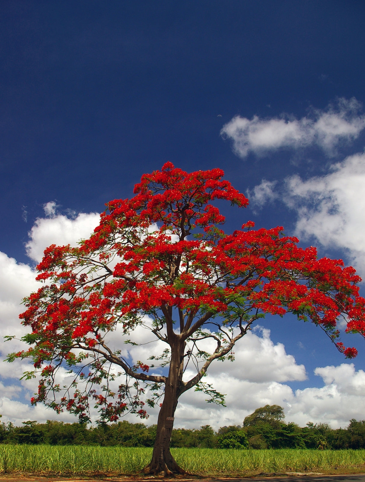 Brachychiton acerifolius - Flame Tree