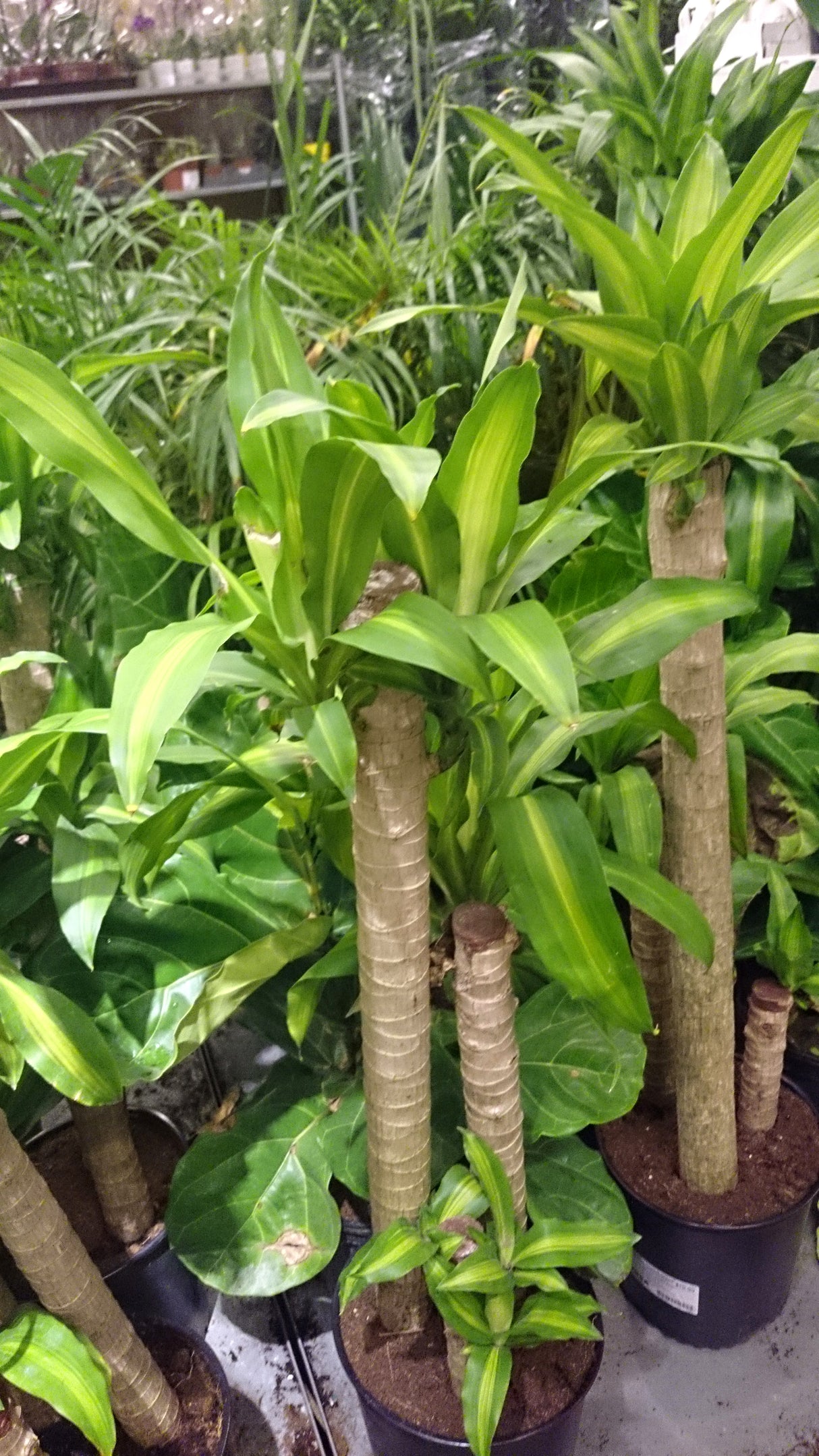 Dracaena fragrans Massangeana - Corn Plant