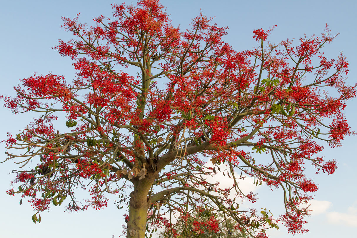 Brachychiton acerifolius - Illawarra Flame Tree