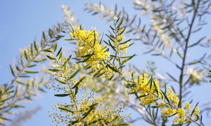 Acacia fimbriata - أكاسيا برزبين الذهبية