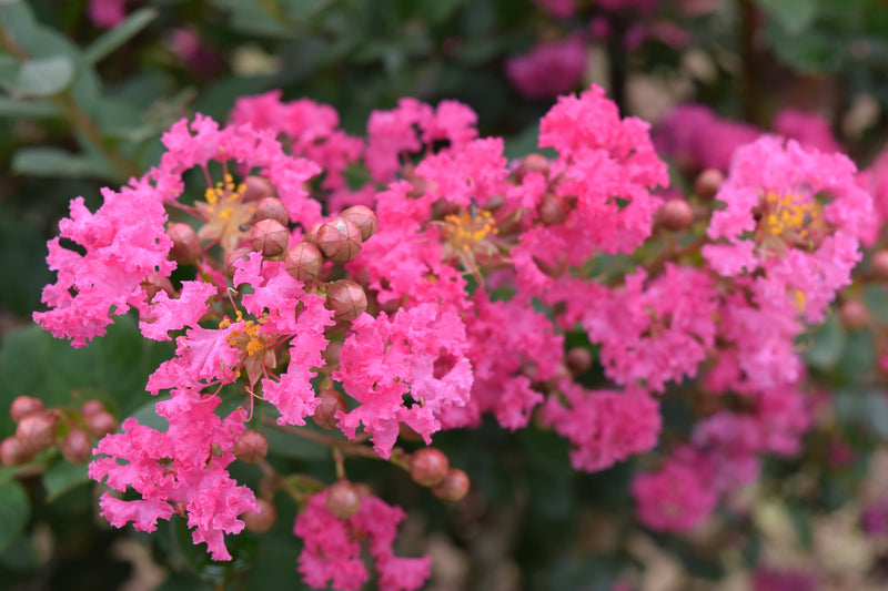 Lagerstroemia 'Miami' - الليلك الهندي ميامي