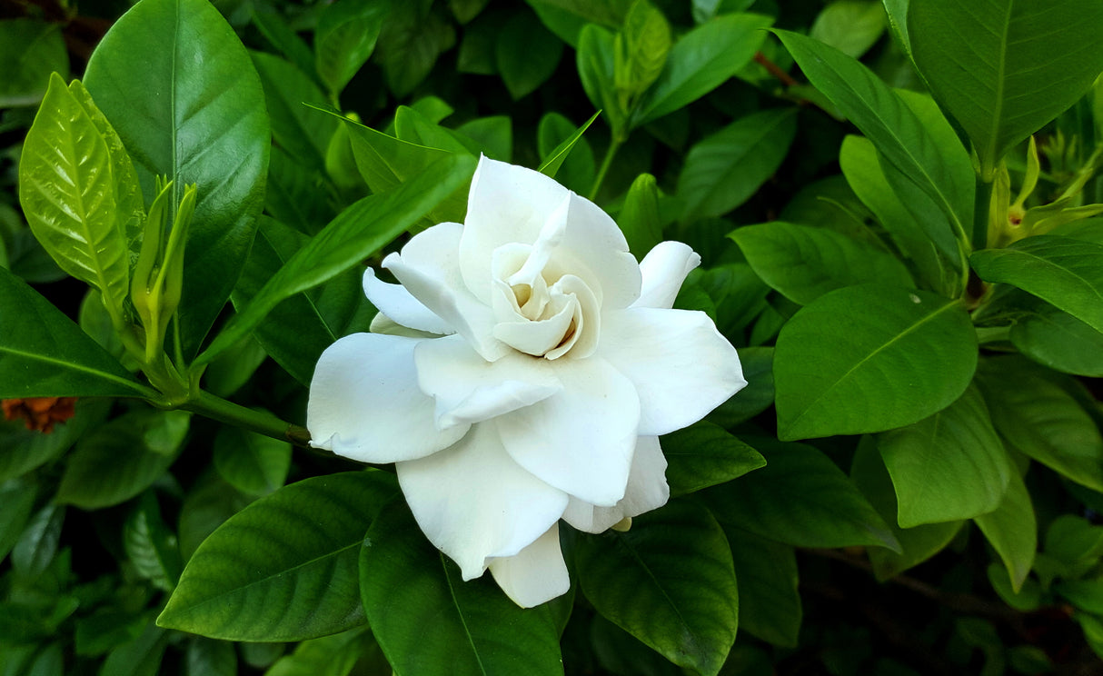 Gardenia augusta 'Magnifica' - Magnifica Gardenia