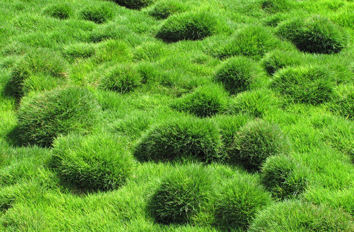 Zoysia tenuifolia - No Mow Grass